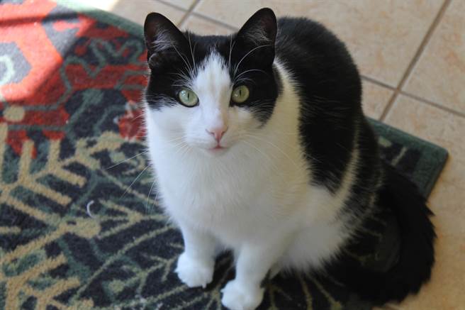 外国一只宾士猫每天都会陪7岁小主人等校车，还要目送车子离开视线，才会心满意足地回家。(示意图/达志影像)