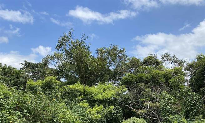 簡秀枝》媽媽要的只是陪伴
。(圖/愛傳媒提供)