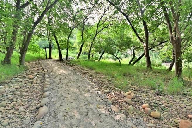 瑞井登山步道两旁为保安林地，环境幽静，是每年紫斑蝶迁徙过境必经之地（台中市观旅局提供／王文吉台中传真）