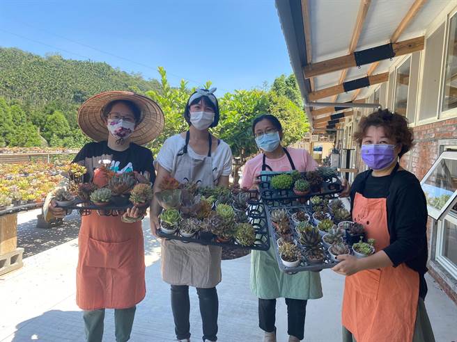 桃園市龍潭區三和青創基地團隊養護多肉植物設計課程也對外販售。（呂筱蟬攝）