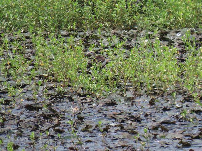 台南市水雉繁殖巢位通报，今年农友一共申请887巢，比去年的563巢大增324巢。（水雉生态教育园区提供／刘秀芬台南传真）