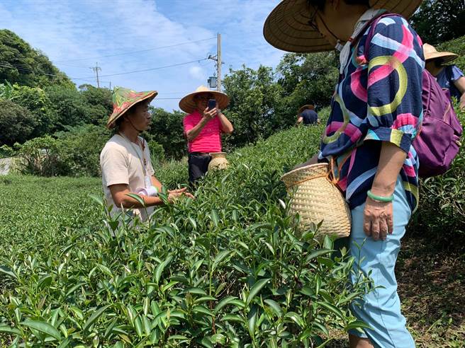 茶山步道茶农体验。（新北市渔业处提供）