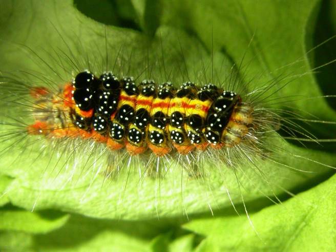 皮肤科医师林昱廷初判，近期澎湖爆发的红疹怪病，可能是台湾黄毒蛾体毛造成的皮肤炎过敏反应。（图截自林昱廷粉专/图片来源：农委会病虫害资料库）