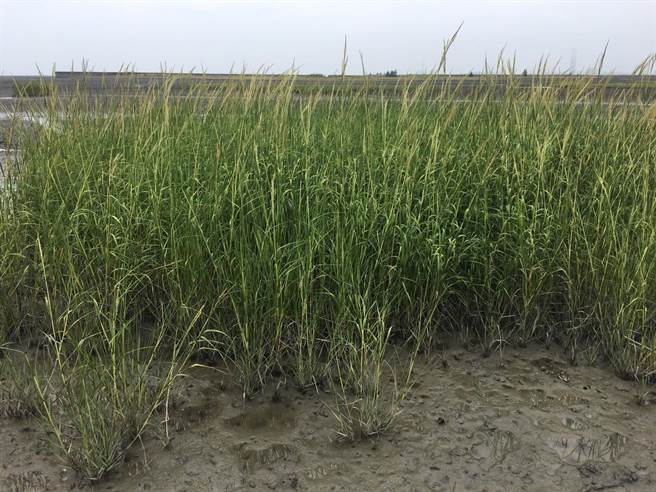 互花米草地下根系生长密集，在潮间带形成高密度单物种植物群落，减少生物多样性。（彰化县政府提供／吴敏菁彰化传真）