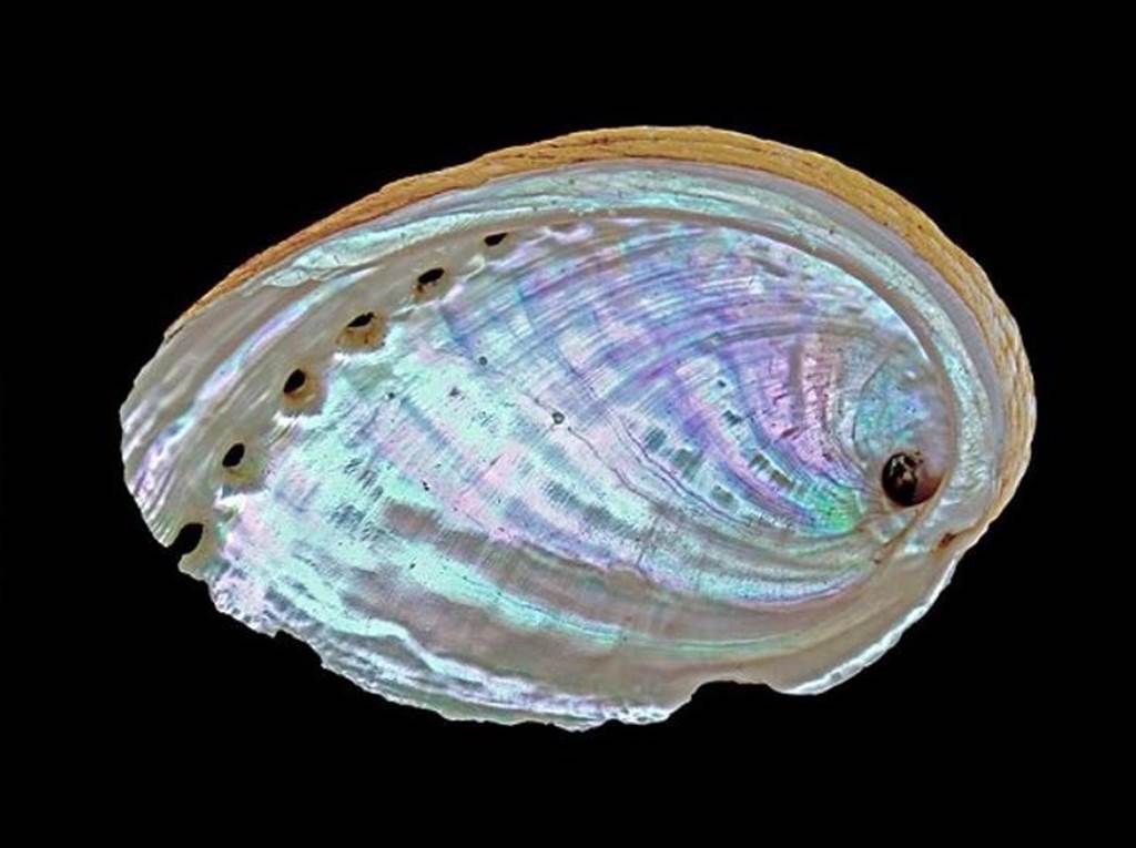 九孔的壳内层,泛着珍珠的光泽，它是非常巧妙的力学结构。图/WIKI(photo:ChinaTimes)