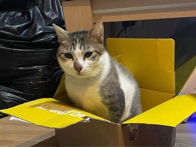 猫咪「茶茶」8月无辜遭主人男友以热水淋烫，经抢救后仍不治。（图／摘自吕秋远脸书）