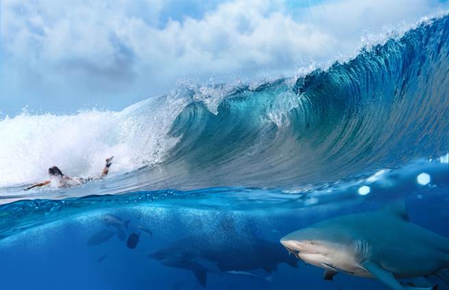 摄影师拍下衝浪手在鲨鱼头顶上滑过的惊险画面，震惊无数网友。（示意图／达志影像）