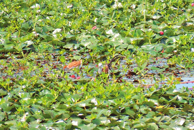 台南市水雉繁殖巢位通报，今年农友一共申请887巢。（台南水雉生态教育园区提供／刘秀芬台南传真）
