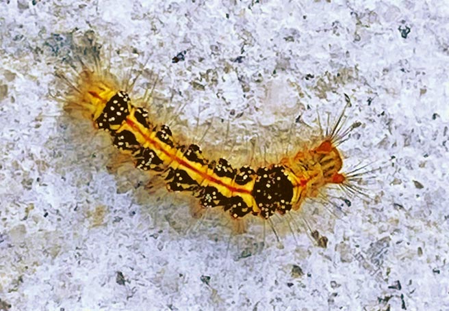 澎湖上千人集体感染接触性皮肤炎，真凶找到了！就是黄毒蛾毛毛虫。（陈可文摄）