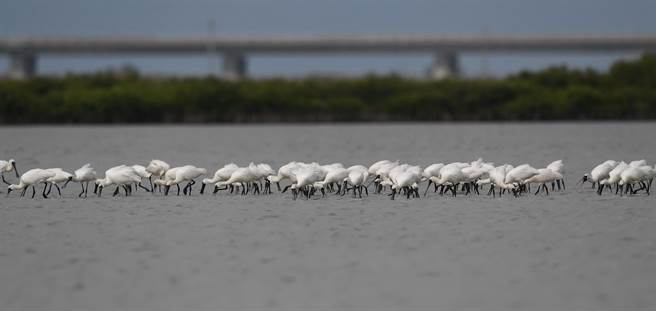 台南市是黑琵在台湾最大栖息觅食场所，今年初普调时就发现2114只。（黄永丰提供／刘秀芬台南传真）