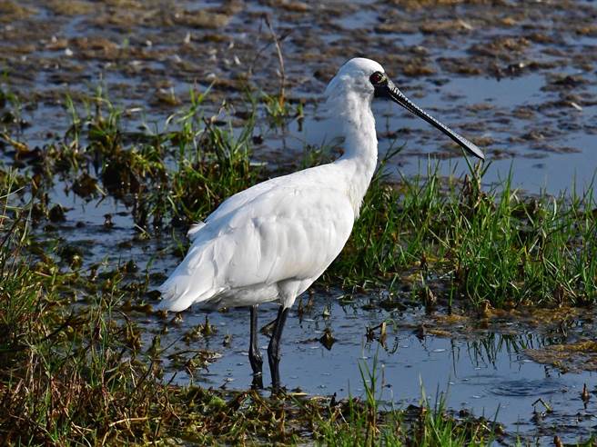 台南市是黑琵在台湾最大栖息觅食场所，今年初普调时就发现2114只。（黄永丰提供／刘秀芬台南传真）