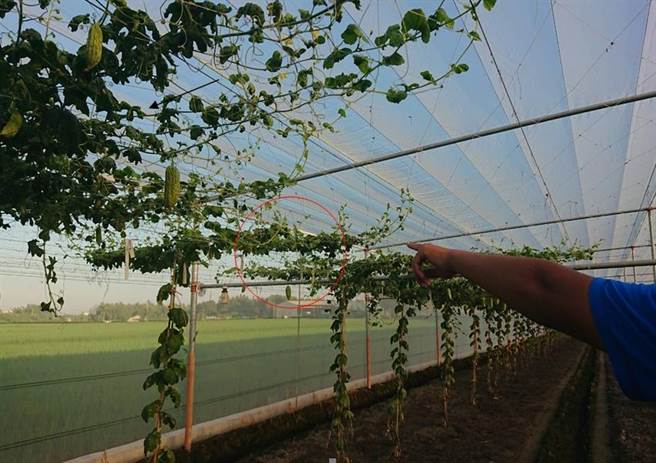 埤头乡大湖村一处苦瓜园，昨天遭窃上百台斤行情看涨的苦瓜，让农民气得跳脚。（警方提供／谢琼云彰化传真）