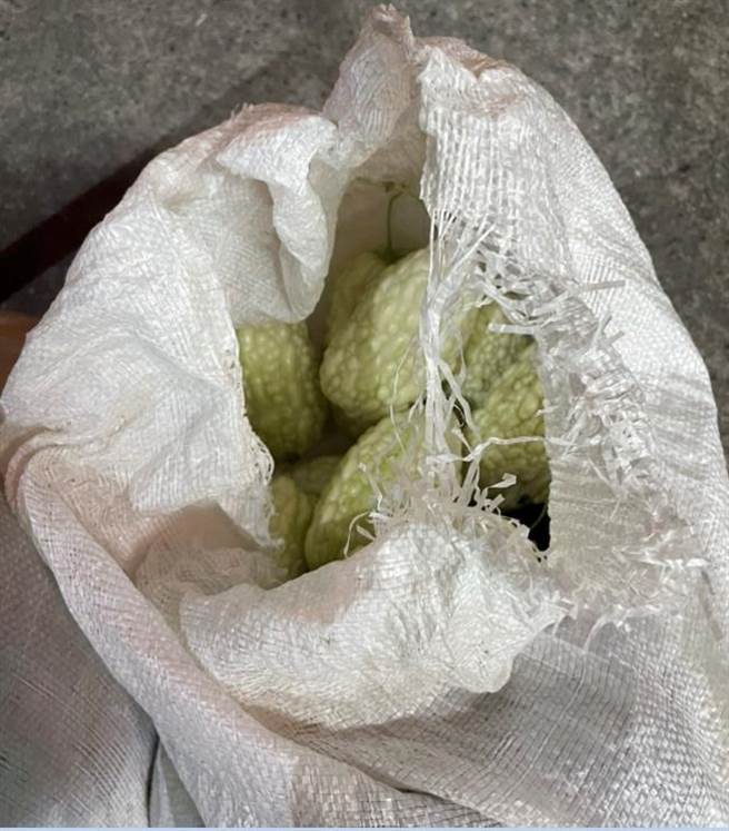 埤头乡大湖村一处苦瓜园，昨天遭窃上百台斤行情看涨的苦瓜，让农民气得跳脚。（警方提供／谢琼云彰化传真）