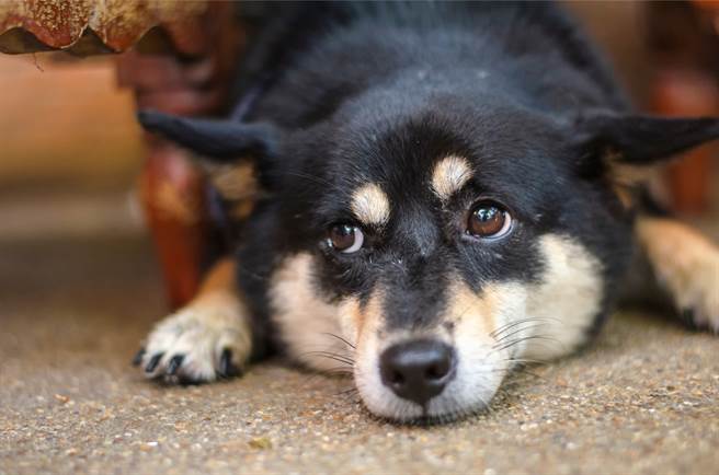 柴犬发现掉落地上的疫苗卡，随后便咬了起来，主人发现后非常傻眼。(示意图/达志影像)