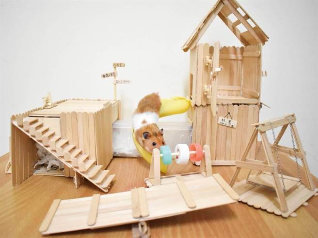 主人非常疼惜黄金鼠，还为牠盖豪华小木屋，里面有溜滑梯、盪秋千，独立厕所。(图/杯垫拔比授权)