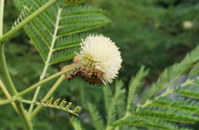 当地毛毛虫照片。(鸟屿卫生所提供／林雅惠高雄传真)
