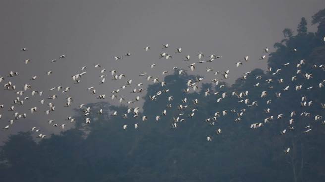 嘉义县梅山乡太兴村因黄头鹭过境时在谷底延气流向上盘旋有「万鹭朝凤」的美称，图为9月30日时有大批黄头鹭过境。（苏家弘提供／张亦惠嘉县传真）