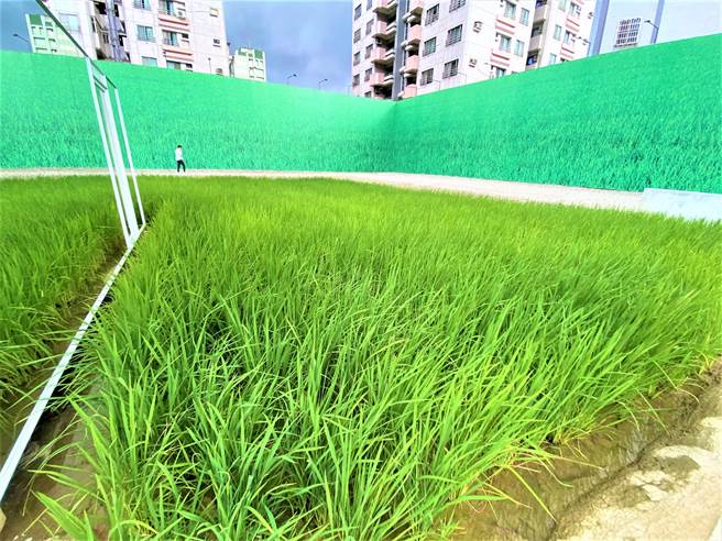 聯聚2021新案名「聯聚方瑞大廈」，位於市政惠來角地，目前因尚未開工，開放基地為城市稻田，規畫貨櫃展覽，周末吸引不少民眾打卡拍照。（盧金足攝）