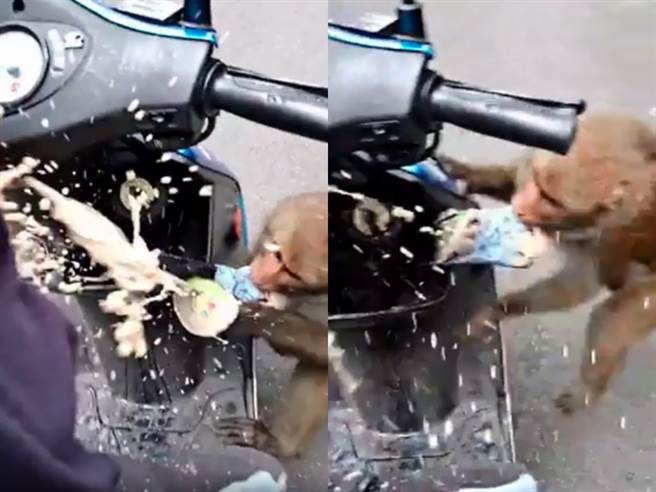 1只猴子朝她机车走去，竟用手掌一把抓住挂在车上的饮料并开始「疯狂挤压」，导致饮料当场喷溅至女网友全身，她也放声大叫。（翻摄自Dcard）