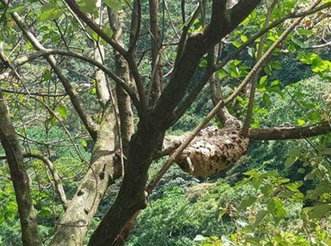 瑞芳大粗坑步道虎头蜂攻击游客，2男3女遭螫伤急送医，目前已封锁步道。(民眾提供)