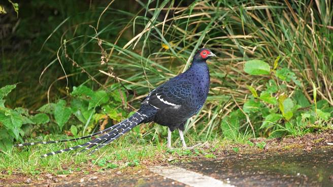 大雪山林道49K-黑长尾雉-陈嘉瑞拍摄-10月1日。（东势林管处提供／王文吉台中传真）