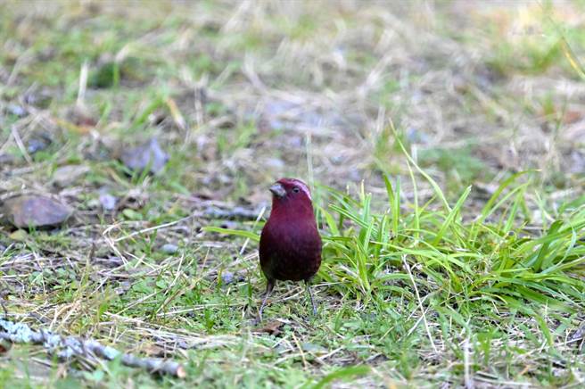 大雪山林道49K-臺湾朱雀-郑宜昌拍照-10月2日。（东势林管处提供／王文吉台中传真）
