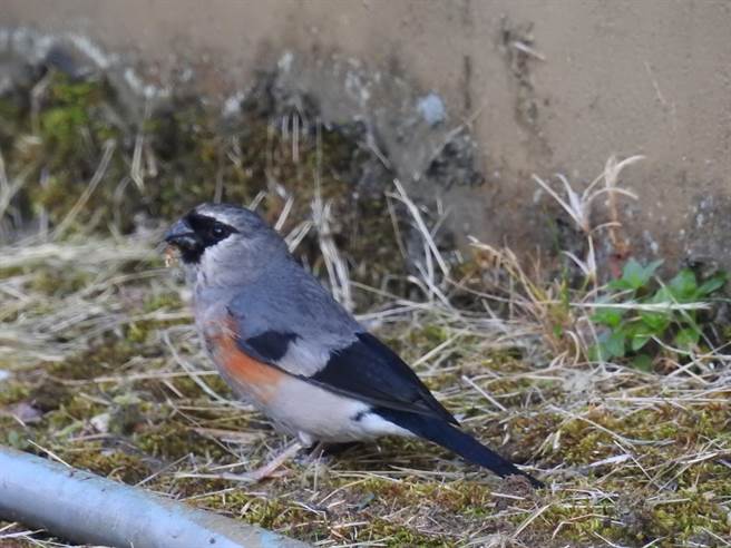 10月1日 灰鷽 陈科授拍摄。（东势林管处提供／王文吉台中传真）