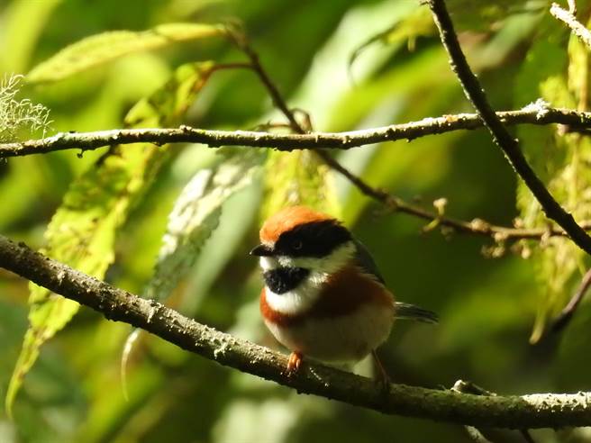 10月2日大雪山林道35.5K红头山雀  陈科授拍摄。（东势林管处提供／王文吉台中传真）