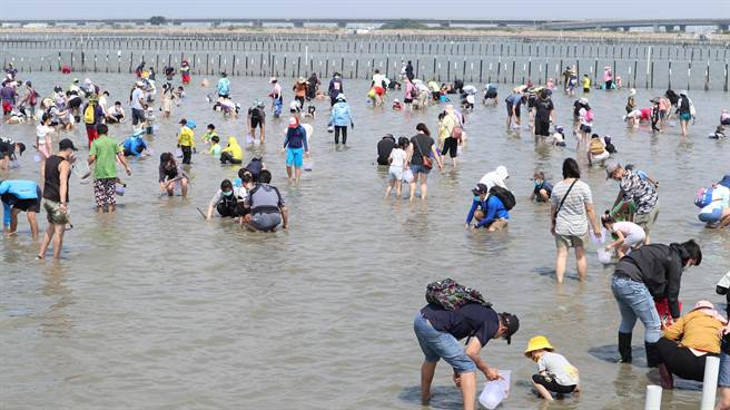 2021七股海鲜节的高人气活动「挖文蛤体验」今天登场，民眾不畏烈日挖文蛤。（张毓翎摄）