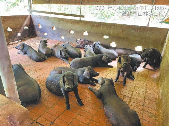 农委会宣布10月起禁止199头以下规模养殖场厨余养猪，桃园市长郑文灿宣布将对中央补助同额加码。（桃园市农业局提供／赖佑维桃园传真）