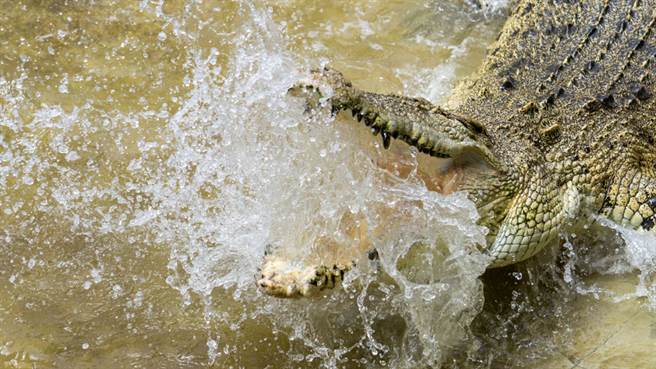 一只湾鱷将无人机当成猎物，以迅雷不及掩耳的速度跃出水面，一口咬下在空中飞行的无人机。（示意图／达志影像）