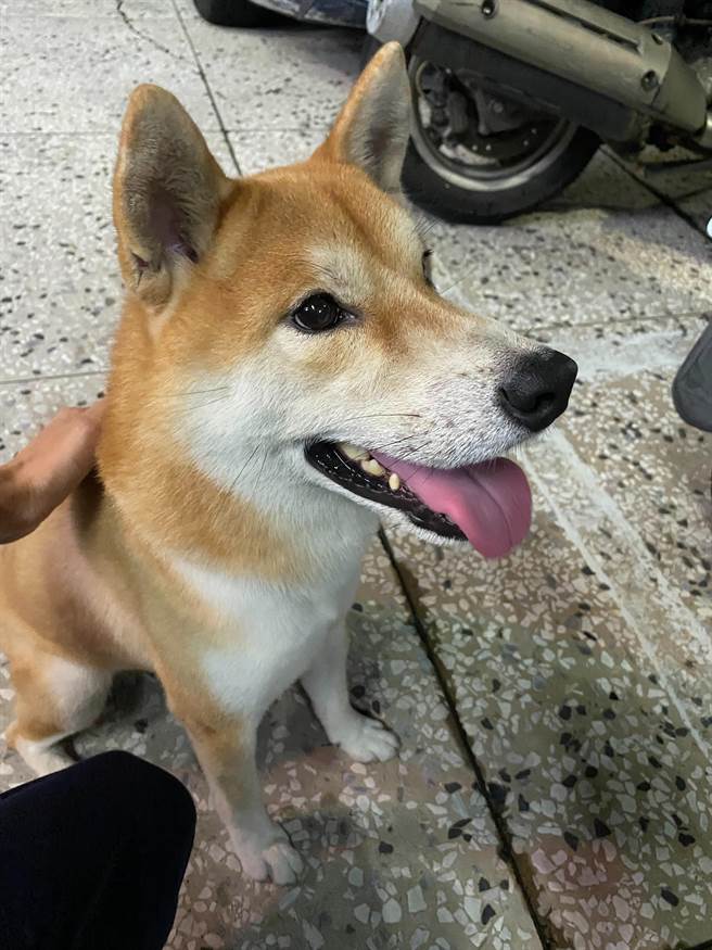 高市1隻迷途柴犬跑到前鎮分局復興路派出所前「報案」，警方幫助牠順利返家。（翻攝照片／石秀華高雄傳真）
