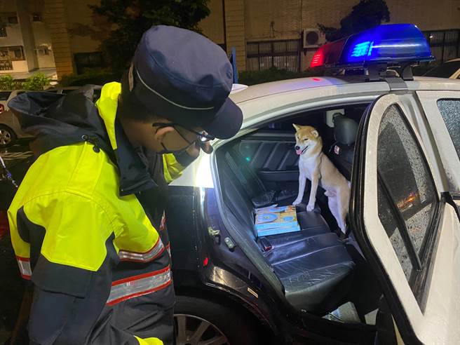 警方將柴犬送上警車，將牠送往動物醫院掃瞄晶片，幸運地找到女主人。（翻攝照片／石秀華高雄傳真）