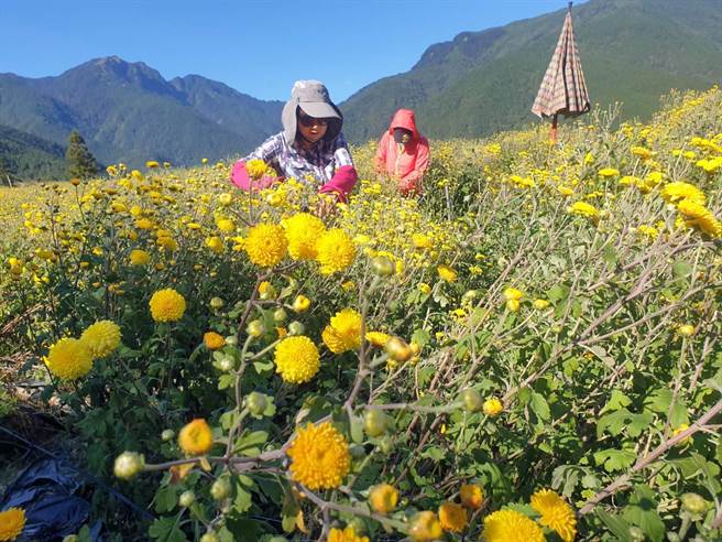 武陵農場推出杭菊採摘打工換宿活動，參加遊人每天需達20公斤目標。（武陵農場提供／王文吉台中傳真）