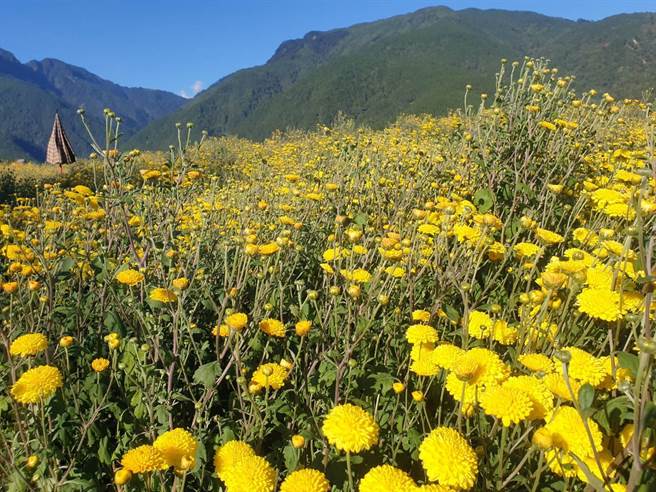 武陵農場目前正值高山杭菊採收時期，首次推出杭菊採摘打工換宿活動。（武陵農場提供／王文吉台中傳真）