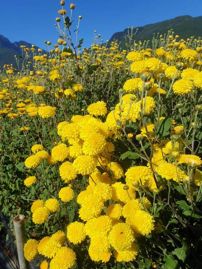 武陵農場目前正值高山杭菊採收時期，首次推出杭菊採摘打工換宿活動。（武陵農場提供／王文吉台中傳真）