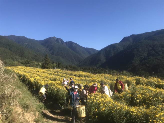 武陵農場首次推出杭菊採摘打工換宿活動，目前已有16人上工，包括包括老闆及退休族等。（武陵農場提供／王文吉台中傳真）