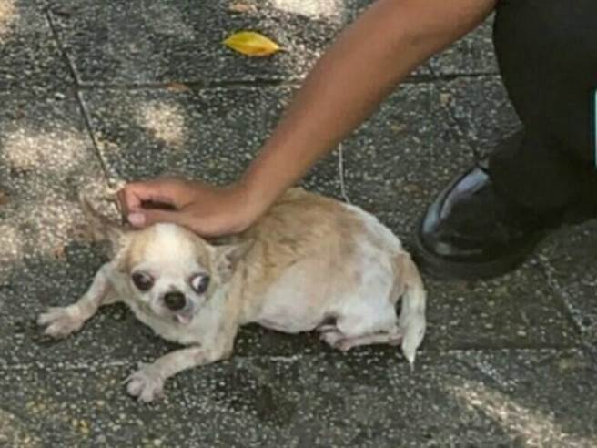 年邁的吉娃娃雙眼幾乎失明，掉落愛河，所幸被主人和消防員救起無大礙。（翻攝照片／石秀華高雄傳真）