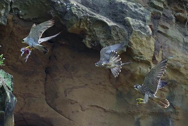 紀錄片完整記錄棲息在深澳地區的遊隼。（沈錦豐提供）