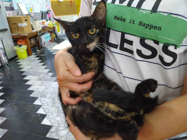 飼主安撫貓咪的情緒，要牠別害怕。（動保處提供／林瑞益高雄傳真）