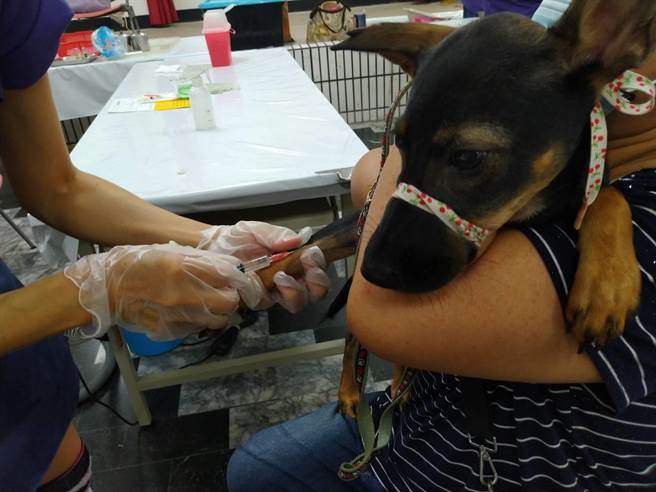飼主陪伴毛小孩打針，毛小孩配合度高。（動保處提供／林瑞益高雄傳真）