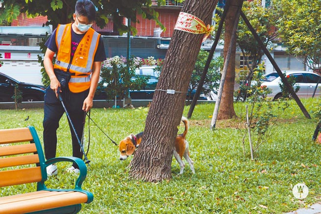 模样超萌的米格鲁犬又有新技能，牠能嗅出树木是否罹患褐根病。（台北市公园处提供／游念育台北传真）