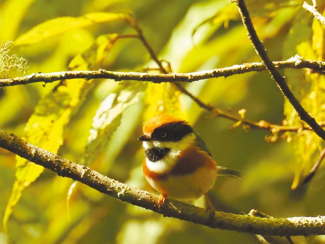 大雪山林道35.5K红头山雀，参赛者陈科授拍摄。（东势林管处提供／王文吉台中传真）