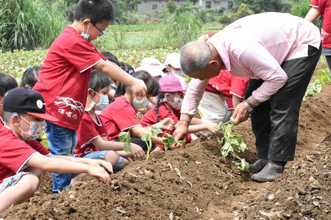 万里陆姓居民指导大坪国小低年段同学栽种地瓜拖藤法。（新北市教育局提供）