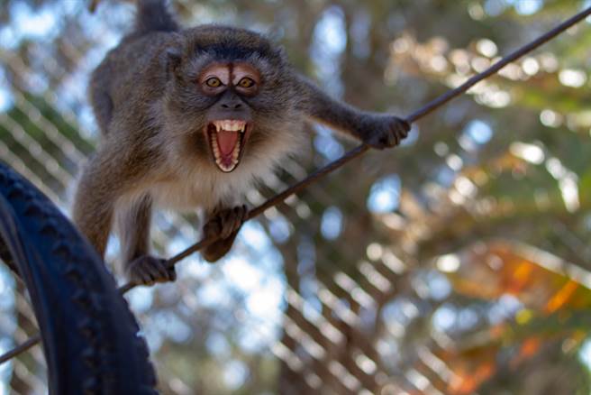 印度一隻獼猴特別會記仇，竟然跑22公里要找當初抓牠的司機算帳。（示意圖／達志影像）