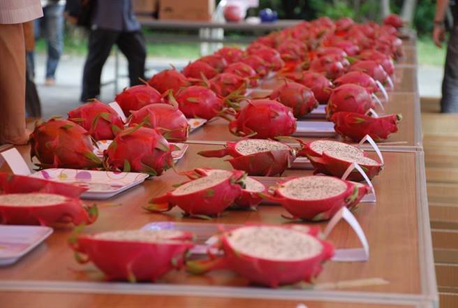 （全國紅龍果評鑑會將採網路直播。圖／農試所提供）