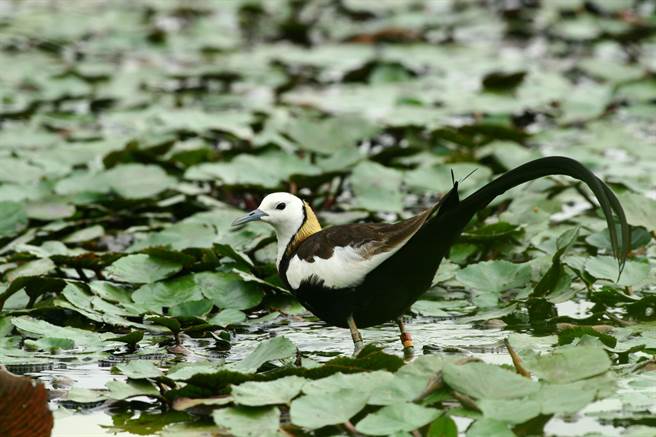 水雉生态教育园区成立于2000年，目前由台南市野鸟学会经营管理。（台南市野鸟学会提供／张毓翎台南传真）