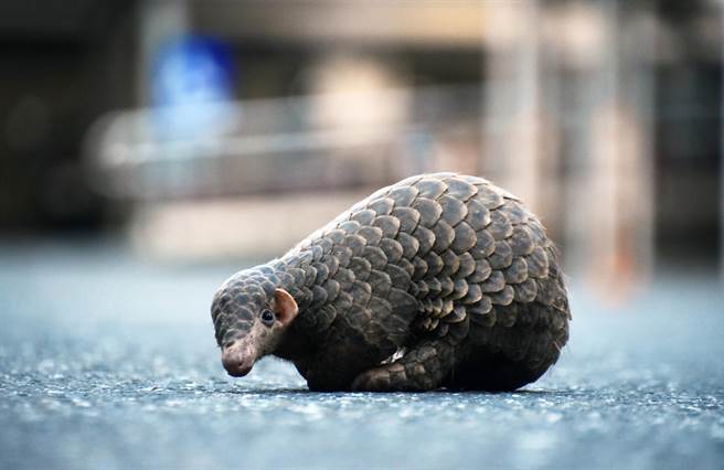穿山甲的栖地在浅山，遭流浪狗咬伤或咬死的事件时有所闻。（庄哲权摄）