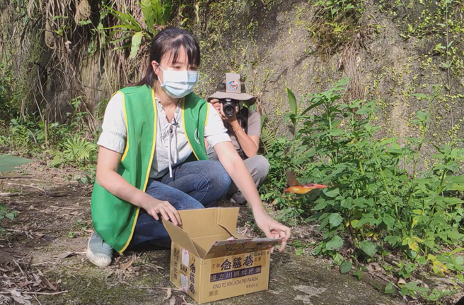 三趾翠鳥野放。（野鳥學會非營利野動診所提供／蔡依珍桃園傳真）