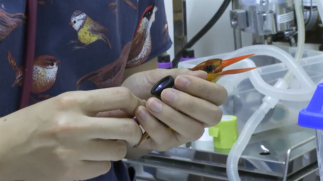 三趾翠鳥野放檢傷。（野鳥學會非營利野動診所提供／蔡依珍桃園傳真）